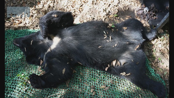 【神奈川・秦野】放したクマを再び捕獲　今回は駆除
