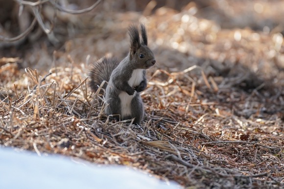 【画像】神社行ったらリスがいたｗｗｗｗｗｗｗｗｗ