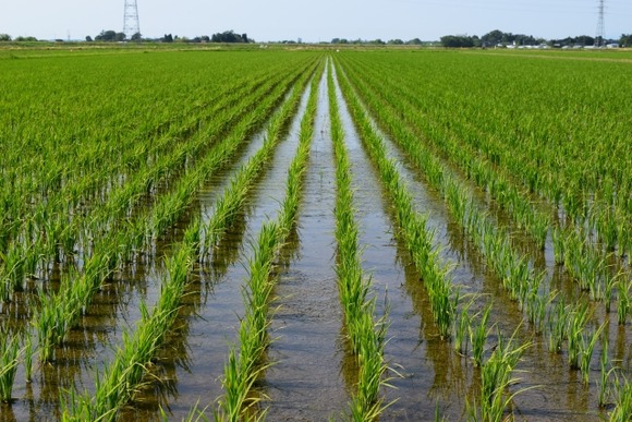 ジャンボタニシを「水田の除草に」!?　←SNS投稿に農水省が「やめて!」と警鐘　卵は有毒、農業被害も深刻