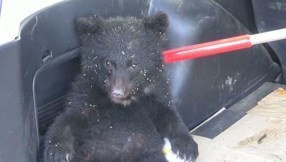 【学習放獣】クマを駆除せず人間の怖さ覚えさせ山へ返す