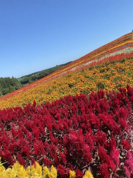 【北海道】今から「富良野・美瑛」を観光しますｗｗｗｗｗｗｗｗｗｗ