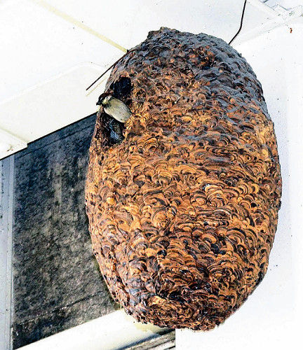 Шершень сибирский гнездо. Гигантский азиатский шершень гнездо. Шершень обыкновенный гнездо. Шершень сибирский гнездо. Как шершень строит гнездо.