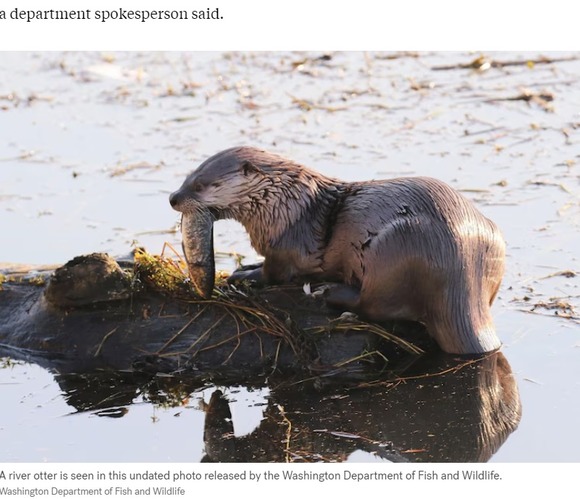 カワウソが親子を襲撃 桟橋を歩いていた幼子、カワウソに水中に引きずり込まれる…母親も噛まれて軽傷