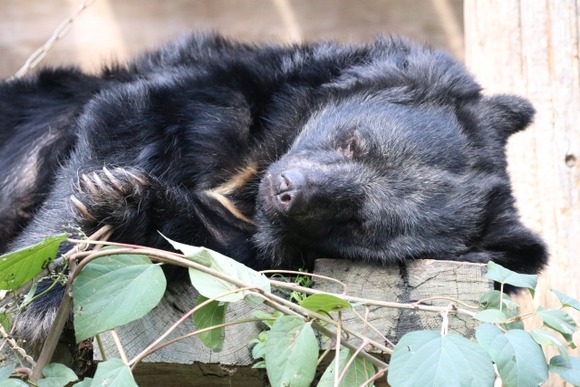 クマが倉庫内のおがくずの上に居座る　眠ったような状態で動かず　市がわなを設置　岩手県八幡平市