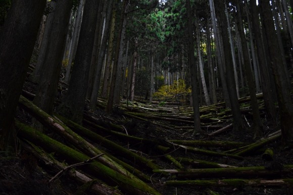 【画像】地図にない神社見つけた
