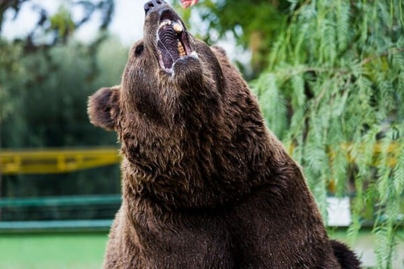 熊撃ち「ヒグマってのはメスの方が気性が激しく恐ろしい」