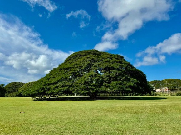 【話題】ハワイの「ほとんど日本人しか来ない場所」　たたずむ大樹でピンと来る人続出