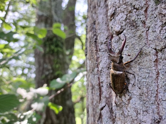 田舎者だけの話題なんだけど、お前ら夏休みにクワガタを捕まえに行ったりした？