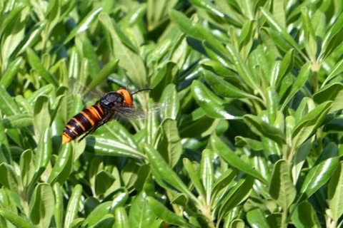 bee (1)