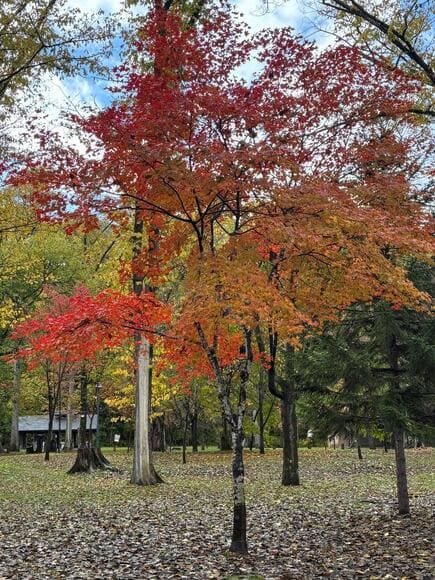 【緊急】今すぐ山行け。紅葉、見どころやぞwww
