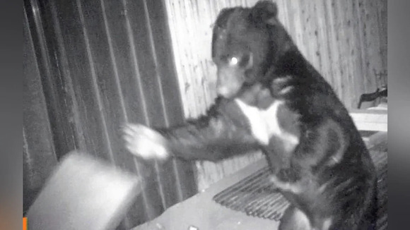 ツキノワグマの目撃、下関で２１件…対岸の北九州市に「クマはいるのか」と問い合わせも