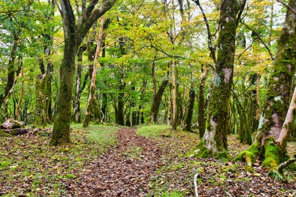 山行くとたまに獣臭い時あるじゃん？