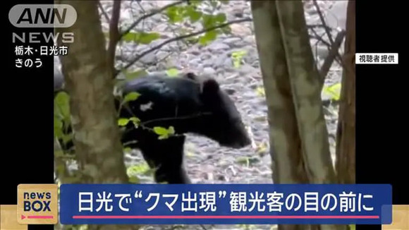 【湖水浴】日光でクマ出現！観光客の目の前で泳ぐ