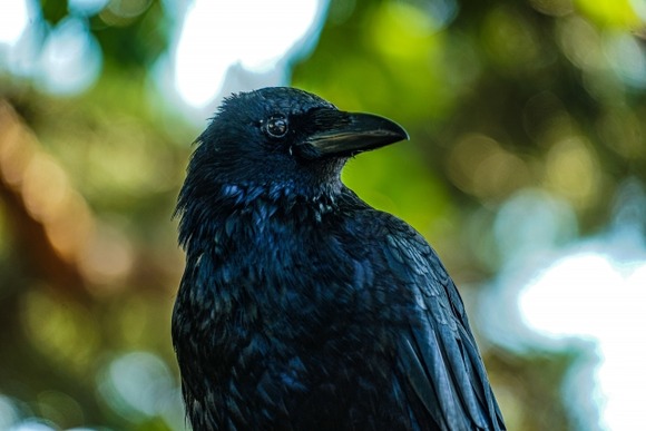 「うるさかった」カラスに農薬入りの餌を食べさせた男を逮捕