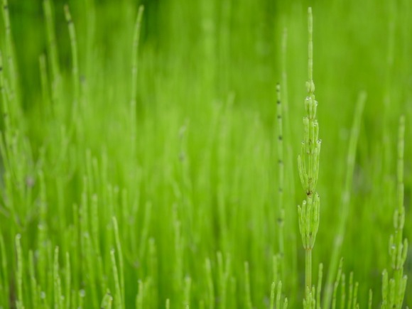 【画像】植物博士きて！すんげー大量にわさってんだけどこれなに？
