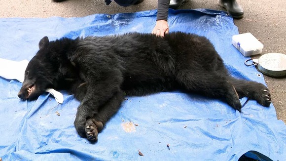 【静岡・富士宮市】ツキノワグマを捕獲！シカ・イノシシ用のワナにかかり発見