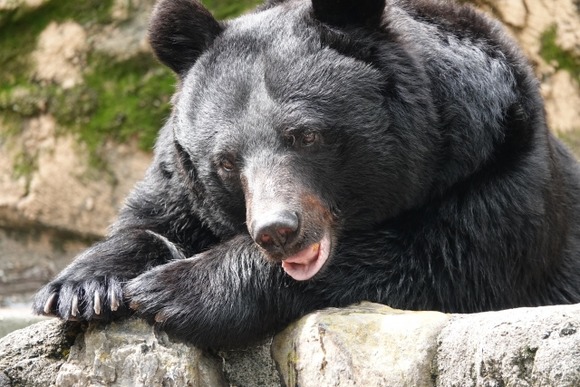 クマの駆除にクレーム電話相次ぎ「ほとんど県外から」　無理難題も…詳細を語る