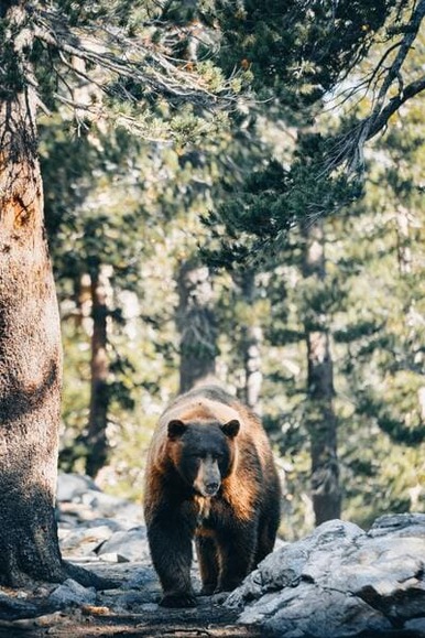 大学生の登山部がクマに襲われて全滅した事故あったじゃん