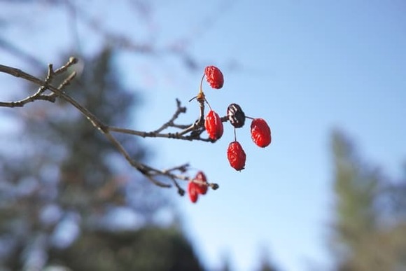 【画像】花の写真撮りにきた！皇帝ダリア