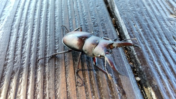 クワガタ、カブトムシ博士やけど質問ある？