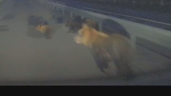 クマ3頭飛び出し新車大破…修理費150万円超