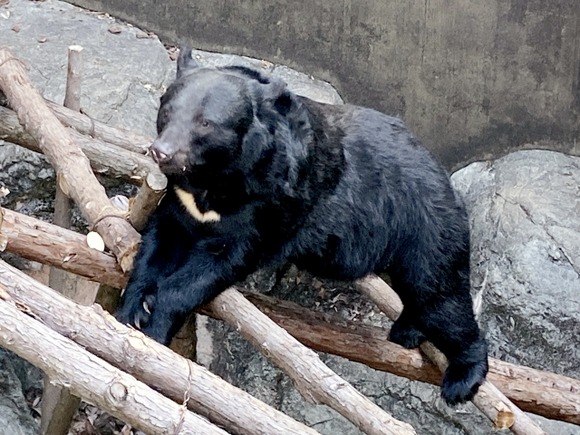 秋田市の動物園で飼育中のクマ脱走、園内で捕獲…来園者１０人は全員避難しけが人なし