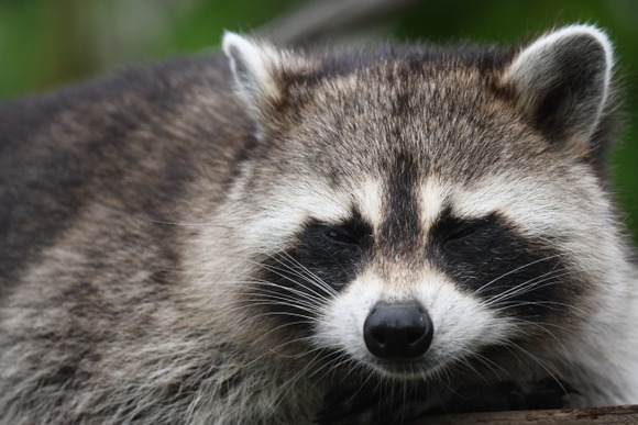 【画像】日本ではこんなに可愛いアライグマを害獣扱い、駆除しているという事実