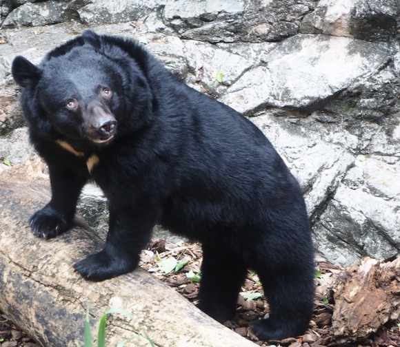 クマ、高尾山まで来る