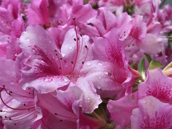 ツツジの蜜吸ったことない人0人説