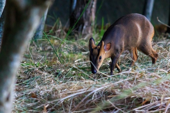 「人ではなくキョンの市にしたらどうか」役所に鳴り響く「かわいそう」の声