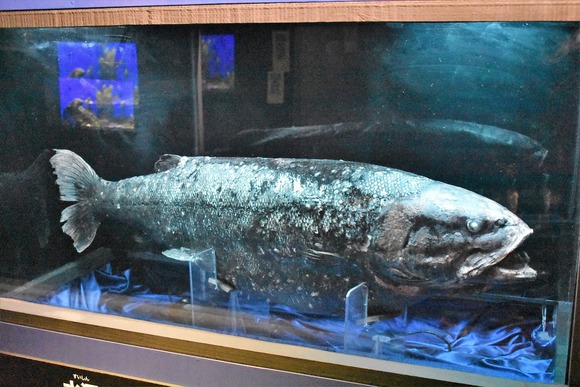 Narcetes_shonanmaruae_a_frozen_specimen