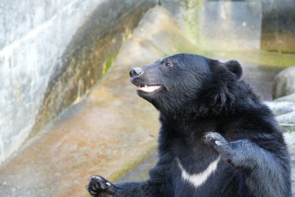 「クマ外傷」9割が顔面に傷　失血死や窒息死のリスクも、秋田大調査