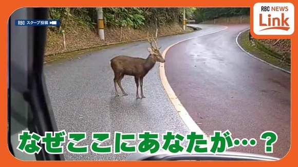 【沖縄】Youはなぜここに? 野生では生息していないシカ 沖縄本島北部の道路にひょっこり出没！動物保護の専門家も驚き