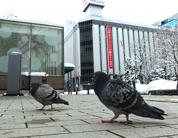 【悲報】ベトナム人「日本人が野生のハトを食べないのはなぜですか？」