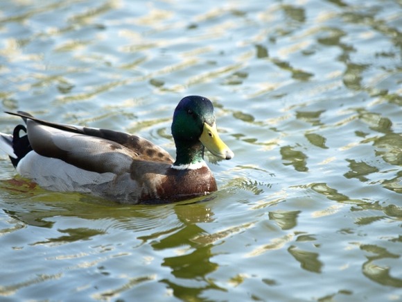 【急募】野鳥が死んでるんやけど、どうしたらええんや？