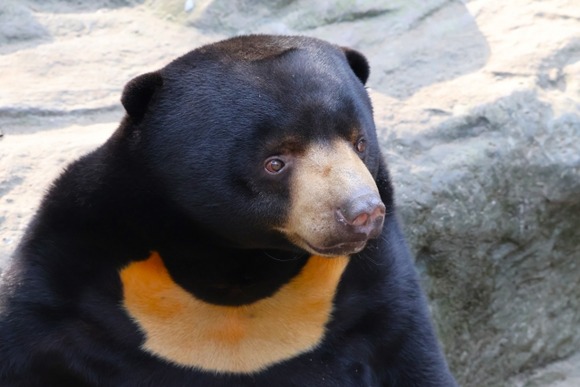 【動画】クマサン、カボチャを爪に刺して食べる