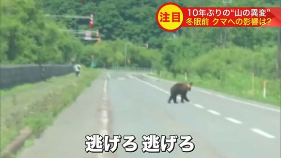 「秋になり出没がピタッと止まった」ヒグマにとって10年ぶり山の異変