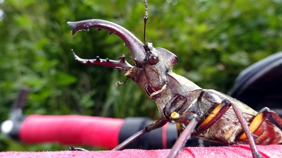 【画像】さっきクワガタ拾ったよ