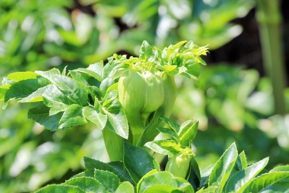 【速報】除草剤、効きすぎる・・・