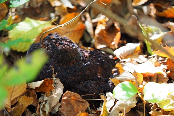 久々実家帰ったら近所クマのフンだらけでワロタ・・・