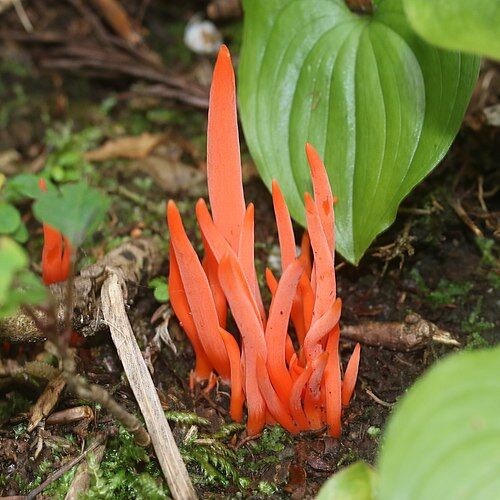 Clavulinopsis_miyabeana