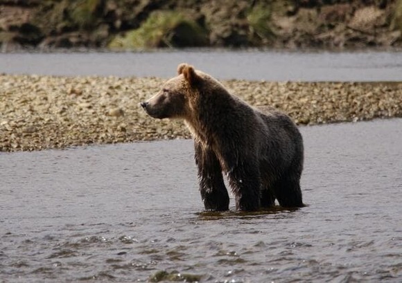 【画像】これクマだよな？