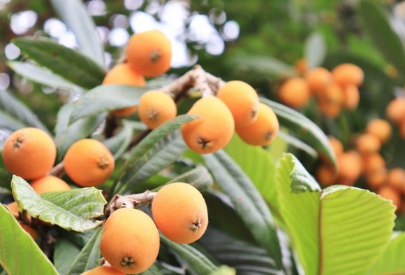 ワイ、ビワを腹いっぱい食う