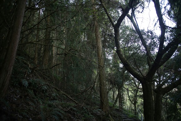 山で遭難したら川沿いに下ってはいけない←なんでだよ