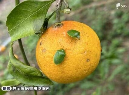 静岡でカメムシ大発生・・・