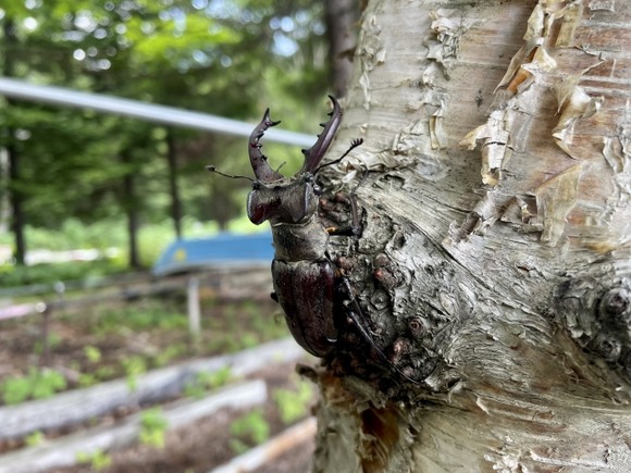 【画像】ミヤマクワガタ、かっこよすぎる