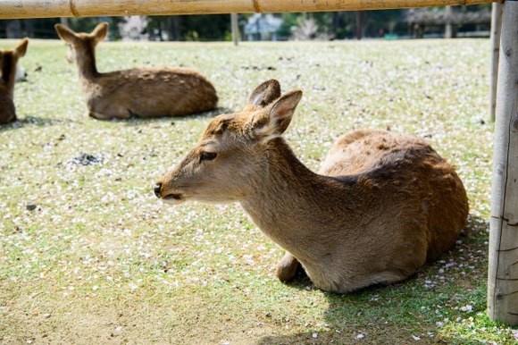 【画像】奈良の鹿さん、GWで人が来すぎて鹿せんべいを拒否してしまう