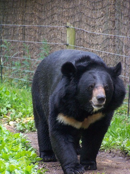 800px-Black_bear