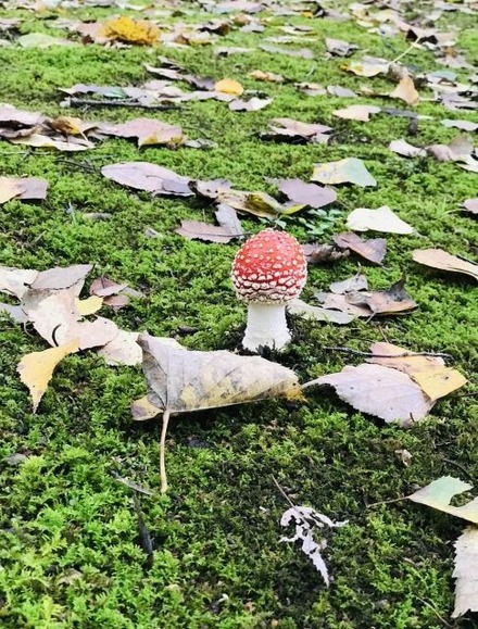 【朗報】毒キノコが大豊作、急げ！！！