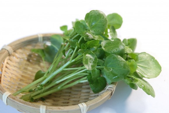 家の敷地内に沢山の果樹とクレソンが生えているニートだけど、猟師になろうかガチで悩む